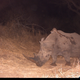 Image for article titled Camera Traps Capture "Fantastically Bizarre" Animal Hitchhiking